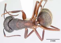 Imagem de Camponotus chromaiodes Bolton 1995