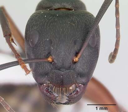 Imagem de Camponotus chromaiodes Bolton 1995