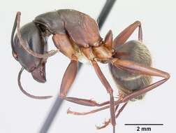 Imagem de Camponotus chromaiodes Bolton 1995