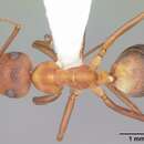 Image of Adams' Mound Ant