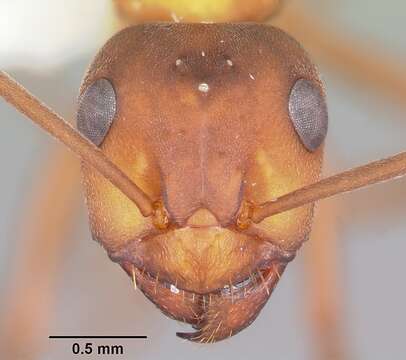 Image of wood ant