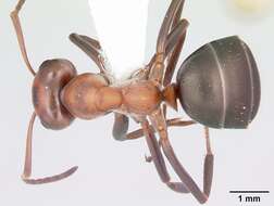 Image of Allegheny Mound Ant