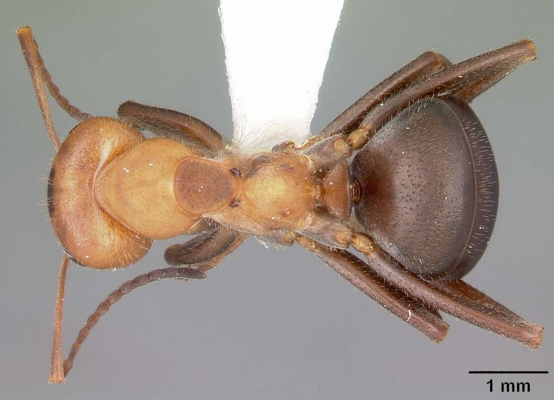 Image of Formica obscuriventris Mayr 1870