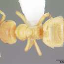 Imagem de Lasius nearcticus Wheeler 1906