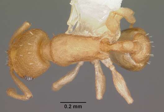 Image de Myrmicinae