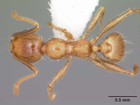 Image of Pheidole porcula Wheeler 1908