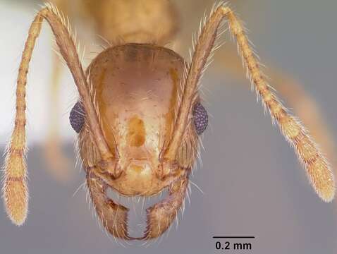 Image of Pheidole porcula Wheeler 1908