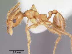 Image of Pheidole porcula Wheeler 1908