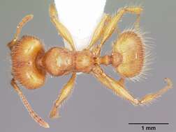 Image of Pheidole porcula Wheeler 1908