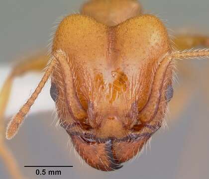 Image of Pheidole porcula Wheeler 1908