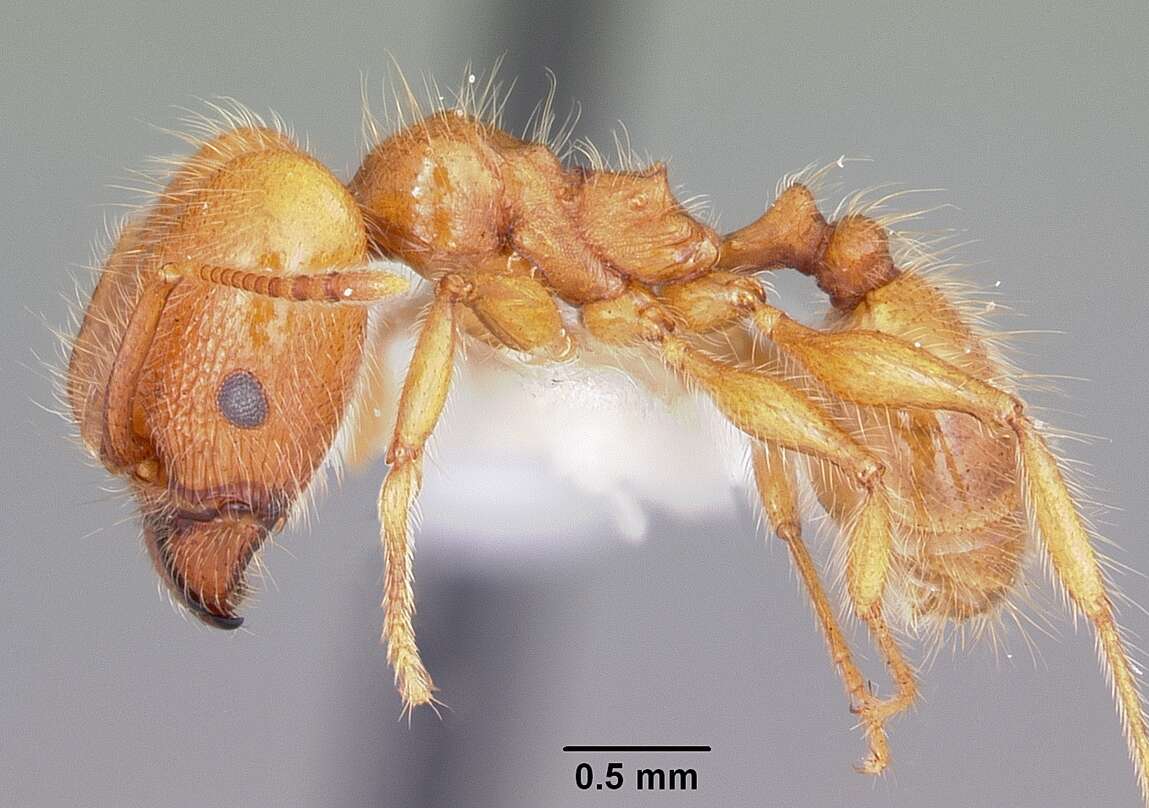 Image of Pheidole porcula Wheeler 1908