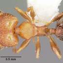 Image de Pheidole constipata Wheeler 1908