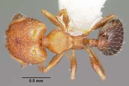 Imagem de Pheidole constipata Wheeler 1908