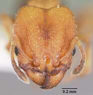 Imagem de Pheidole constipata Wheeler 1908