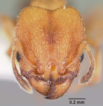 Imagem de Pheidole constipata Wheeler 1908