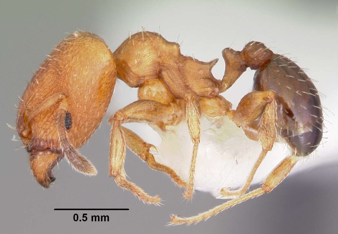 Imagem de Pheidole constipata Wheeler 1908