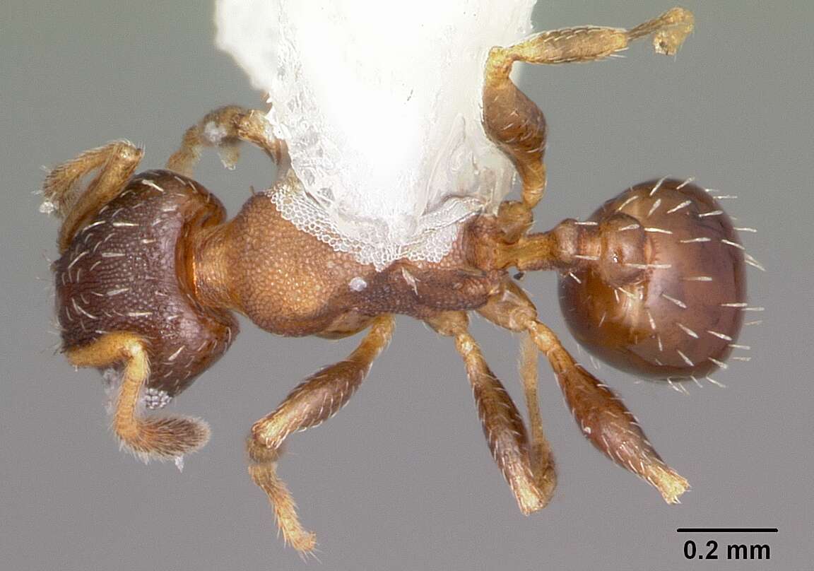 Imagem de Pheidole constipata Wheeler 1908