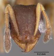 Imagem de Pheidole constipata Wheeler 1908