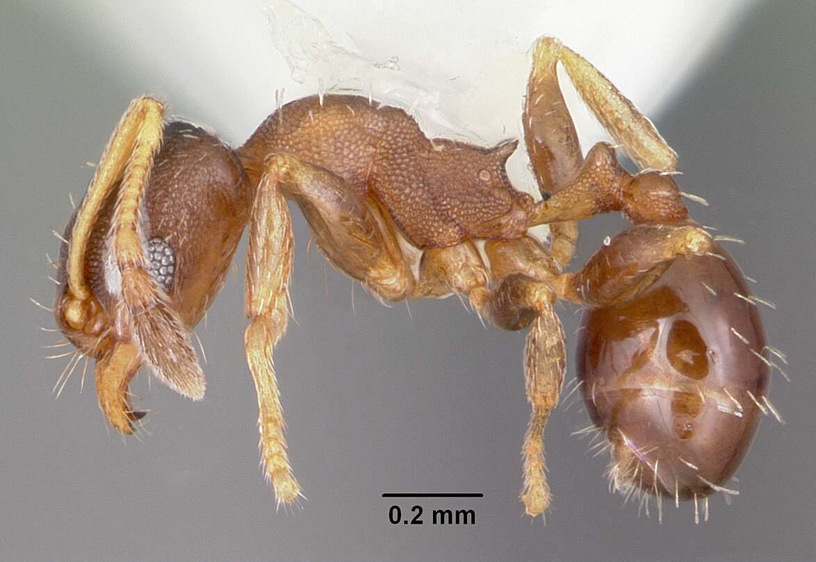 Imagem de Pheidole constipata Wheeler 1908