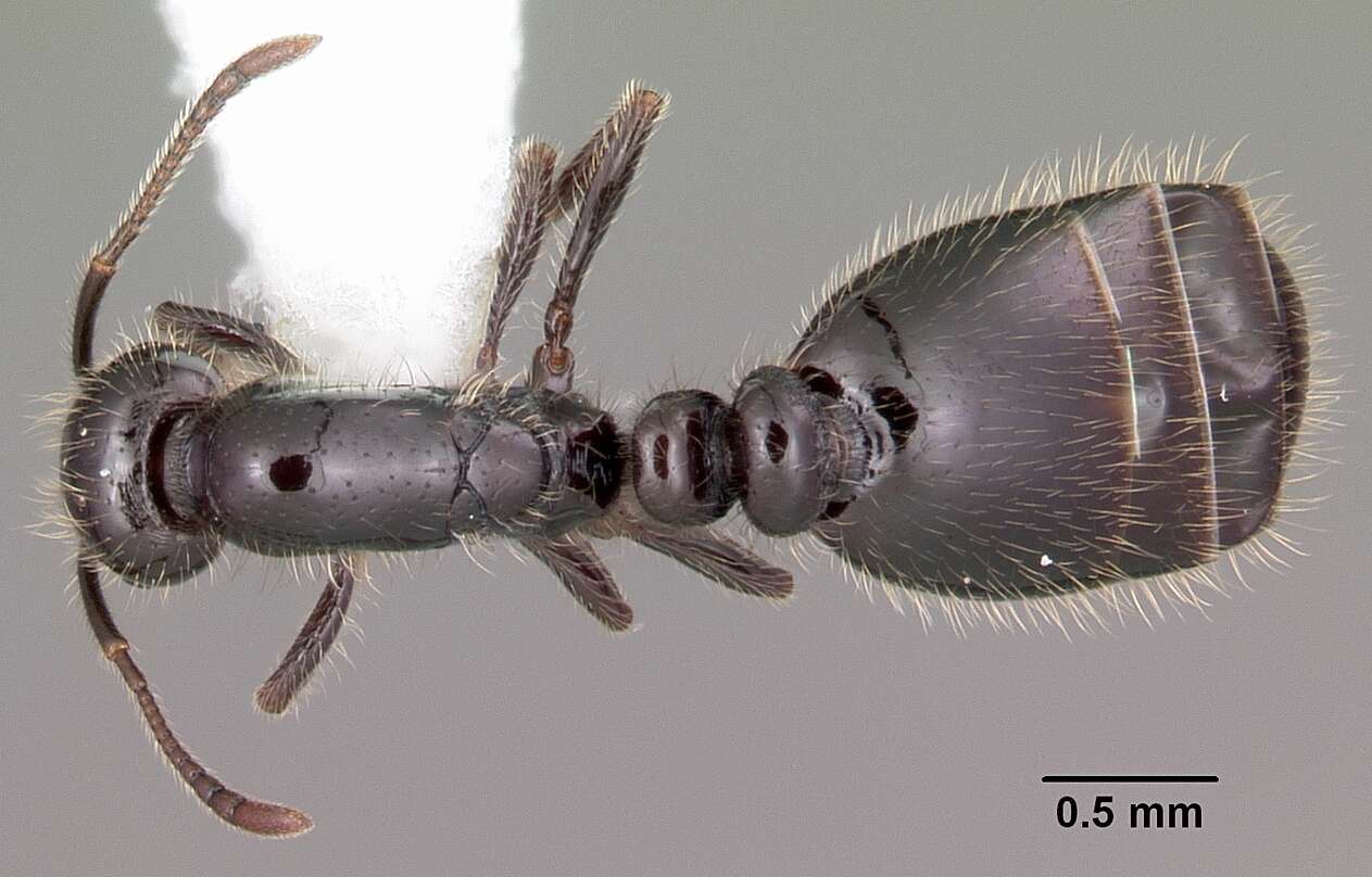 Image of Little Black Ant