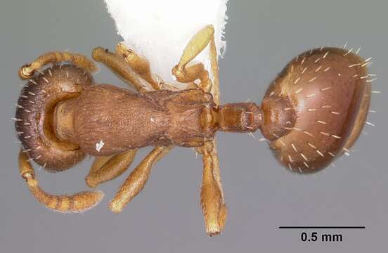 Image of Leptothorax retractus Francoeur 1986