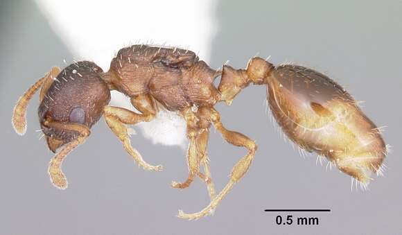 Image of Leptothorax retractus Francoeur 1986