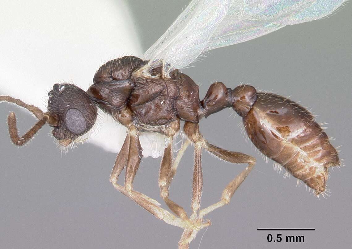 Image of Leptothorax retractus Francoeur 1986