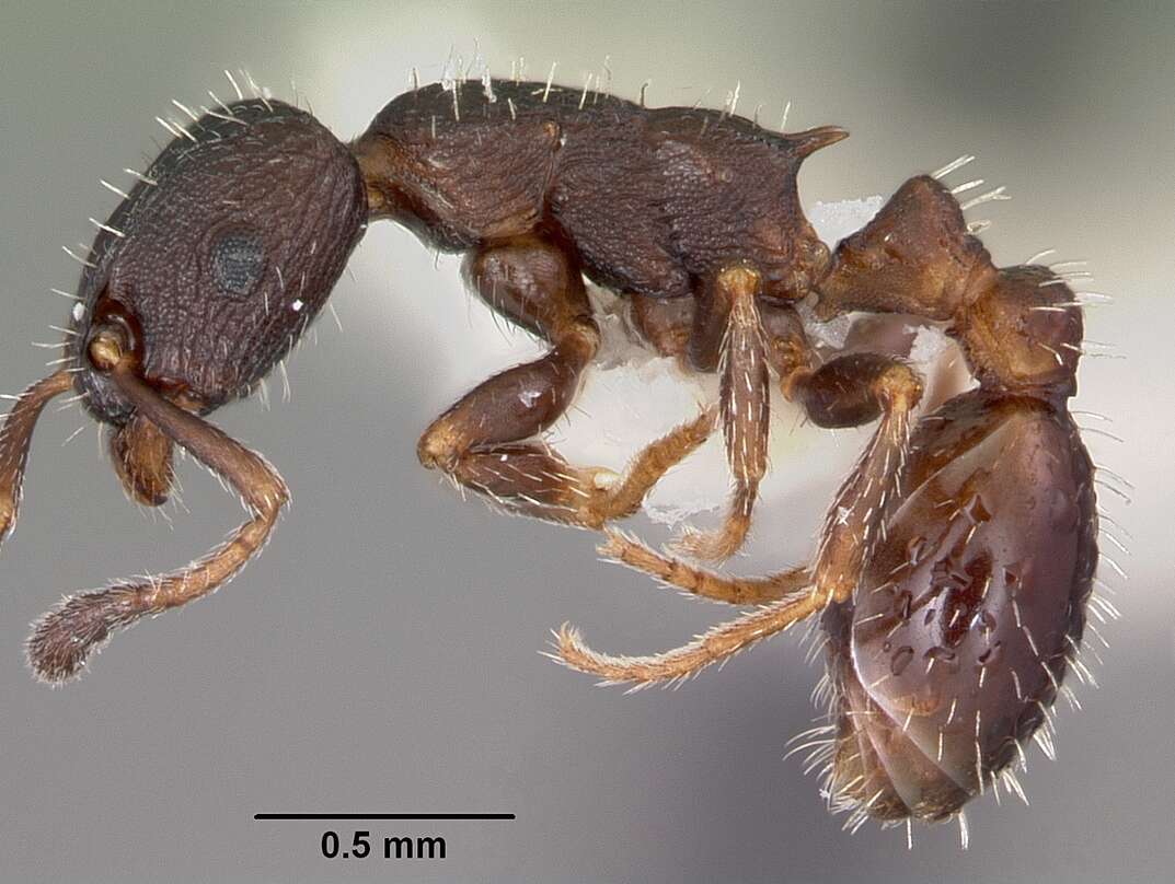 Image of Leptothorax sphagnicola Francoeur 1986