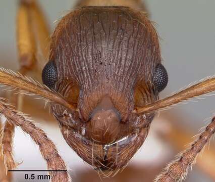 Image of European fire ant