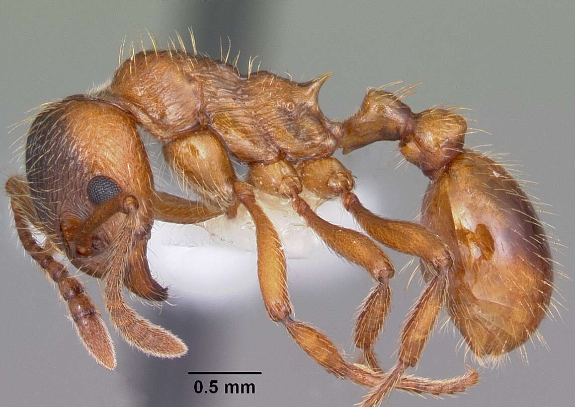 Image of European fire ant