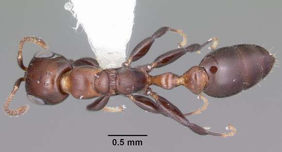 Image of Pseudomyrmex brunneus (Smith 1877)