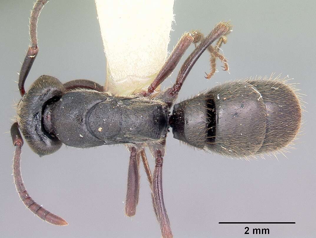 Image of Panther Ants