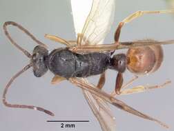 Image of Panther Ants