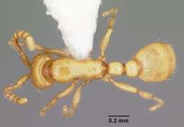 Neivamyrmex pauxillus (Wheeler 1903) resmi