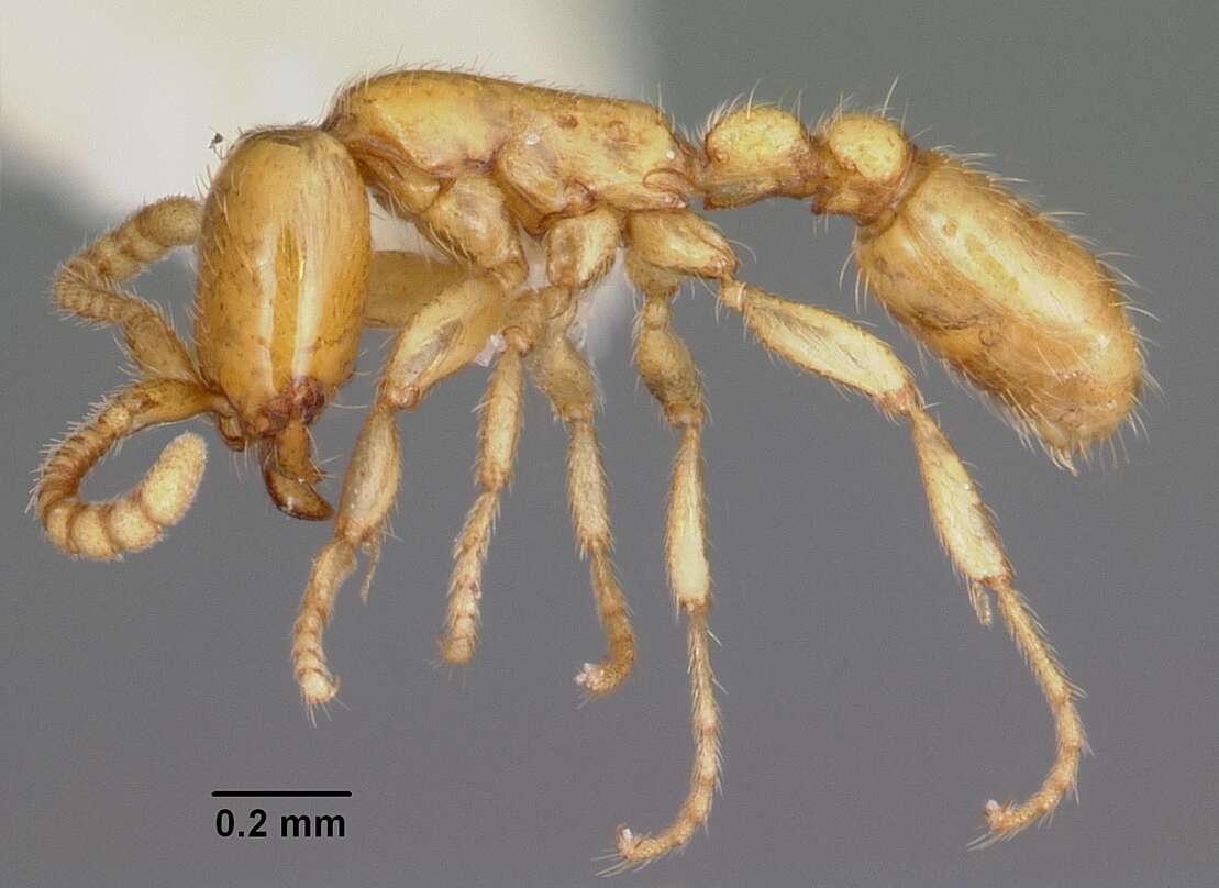 Image of Neivamyrmex pauxillus (Wheeler 1903)