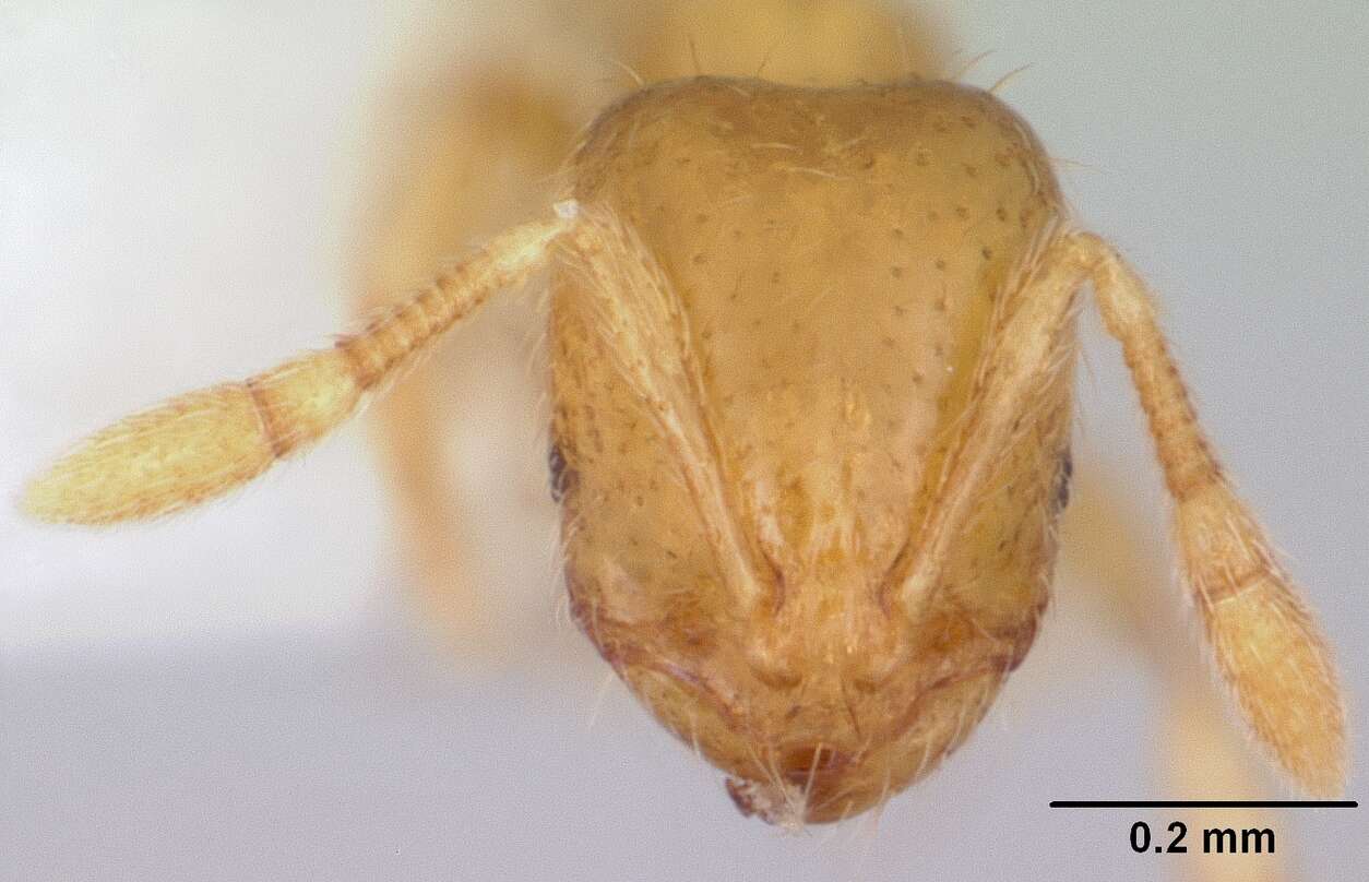Image of Thief ant