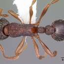 Imagem de Myrmica latifrons Staercke 1927