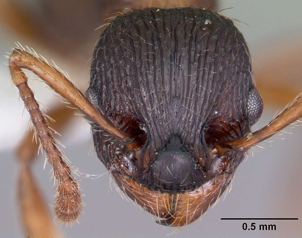 Imagem de Myrmica latifrons Staercke 1927