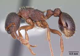 Imagem de Myrmica latifrons Staercke 1927