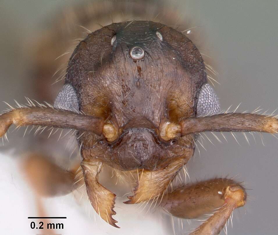 Imagem de Myrmica latifrons Staercke 1927