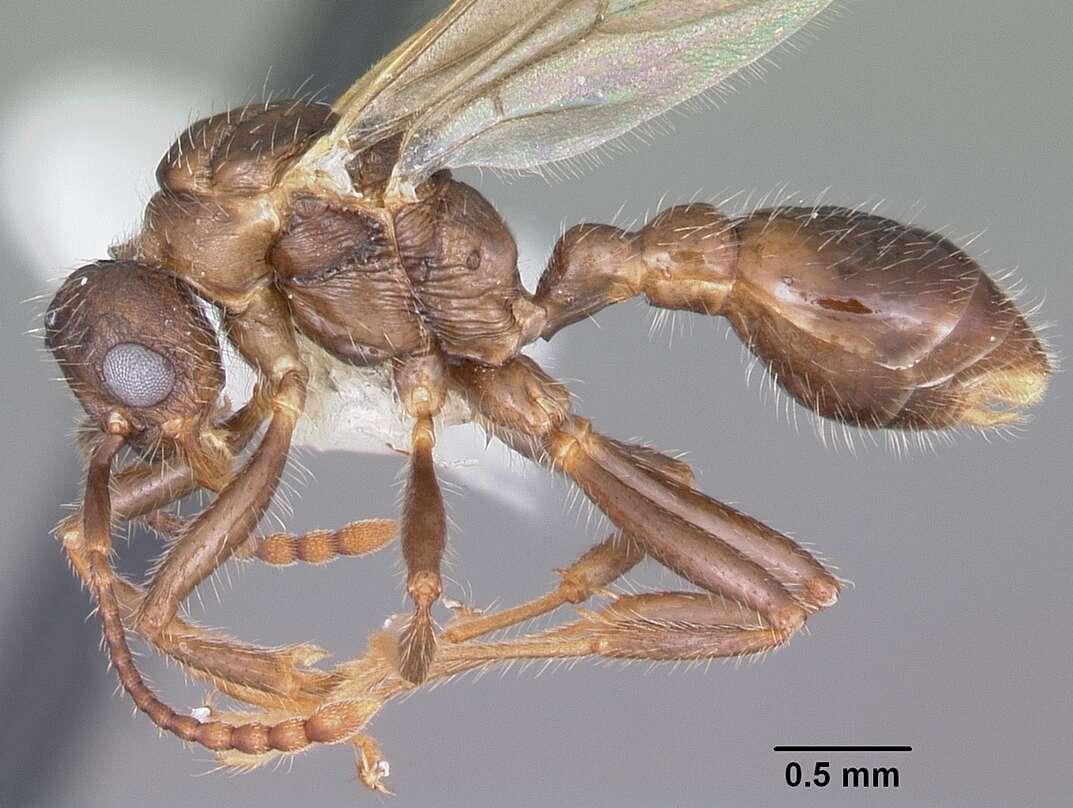 Imagem de Myrmica latifrons Staercke 1927