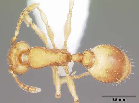 Sivun <i>Temnothorax carinatus</i> kuva