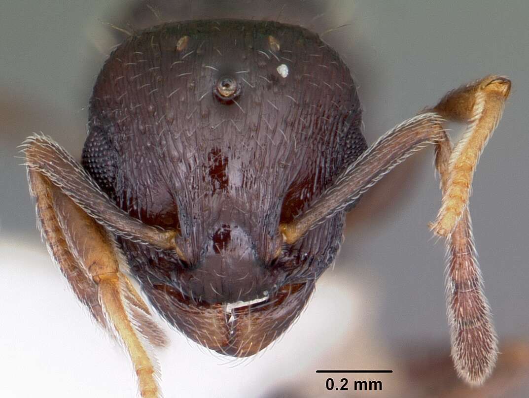 Image of Temnothorax longispinosus