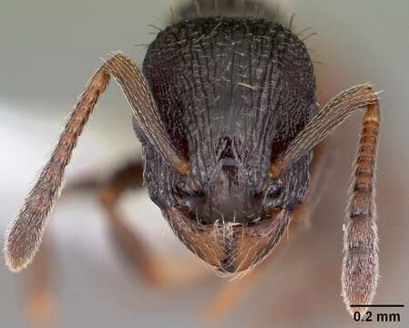 Image of Leptothorax crassipilis Wheeler 1917