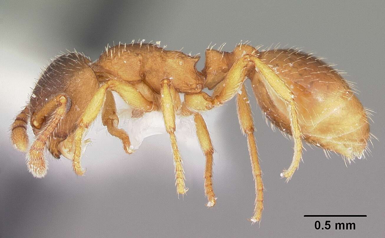 Plancia ëd Formicoxenus quebecensis Francoeur 1985