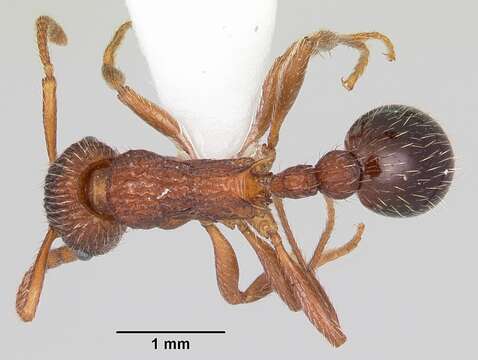 Plancia ëd Myrmica mexicana Wheeler 1914