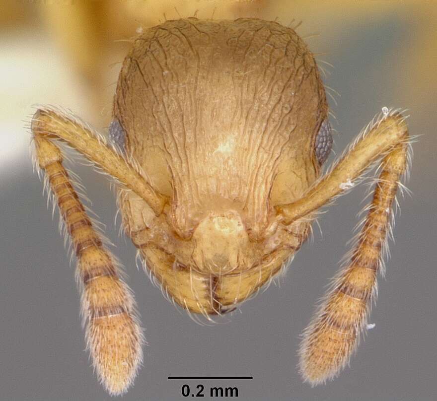 Image of Ant