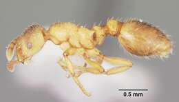 Image of Ant