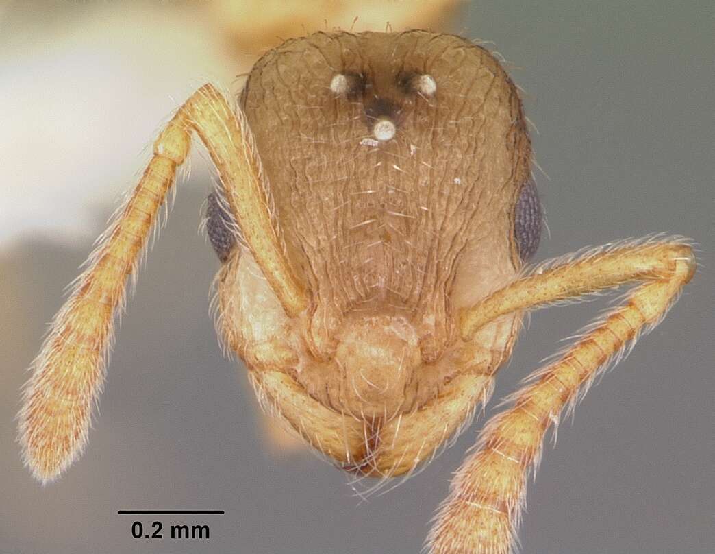 Image of Ant