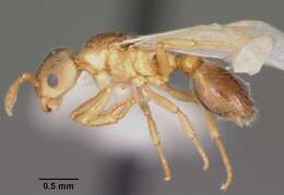 Image of Ant